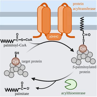 Examining the Underappreciated Role of S-Acylated Proteins as Critical Regulators of Phagocytosis and Phagosome Maturation in Macrophages